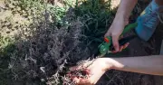 Gardeners Urged to Prune 9 Plants in July for Vigorous Growth