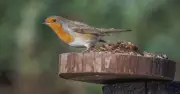 Gardeners Urged to Reposition Bird Feeders Now to Protect Robins
