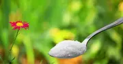 Gardeners Urged to Sprinkle Sugar in Lawns This June for Greener Grass