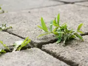 Gardeners Urged to Stop Pulling Weeds and Spray 1 Natural Ingredient Instead