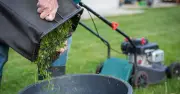 Gardeners Urged to Use Lawn Clippings as Mulch in Flower Beds This June