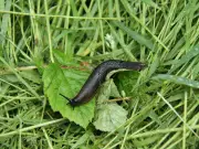Gardeners Urged to Use Natural Slug Deterrents This Summer