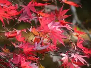 Gardeners Urged to Use Pine Straw Mulch on Japanese Maples for Summer Care