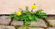 Gardeners Urged to Use White Vinegar to Burn Weeds This Week