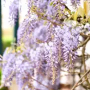 Gardeners Warned Against 4 Invasive Plants That Could Damage Homes