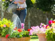 Gardeners Warned: Daily Watering Mistake Kills Potted Plants Fast