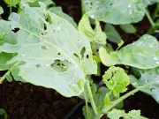 Gardeners Warned of Slug Invasion That Could Undo Weeks of Work