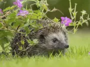 Gardeners Warned to Check for Hedgehogs Before Strimming Lawns This Summer