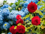 Gardening Expert: Do This Extra Task to Save Roses and Hydrangeas in UK Heatwave