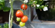 Gardening Expert: Feed Tomatoes Weekly for Heavy Juicy Harvest