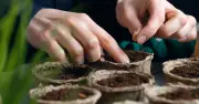 Gardening Expert: Plant These 5 Seeds in June for Best Results