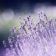 Gardening Expert Recommends Four Fragrant Plants for a Scented Garden