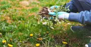 Gardening Expert: Remove Weeds Before July to Avoid Lawn Damage