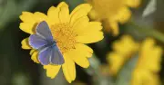 Gardening Expert Reveals Top Plants to Sow in June for Beginners