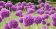 Gardening Expert Reveals Two Key Elements for Stunning Borders