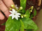 Gardening Expert: Scent Transforms Your Garden More Than Visuals