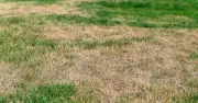 Gardening Experts Reveal How to Revive Brown Lawn After Heatwave