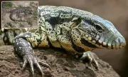 Georgia Urges Residents to Kill Invasive Argentine Tegus as Population Spreads