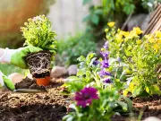 Get £10 Free to Spend at YouGarden This June