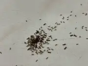 Get Rid of Ants Naturally with This Old-School Baby Powder Hack