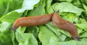 Get Rid of Garden Slugs Quickly with 21p Garlic Drench Solution