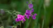 Get 'Scent of Summer' in Your Garden with 'Brilliant' Plant