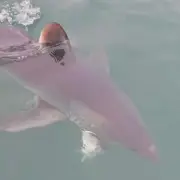 Giant 10ft Porbeagle Shark Steals Catch and Bites It in Half Off Dorset Coast