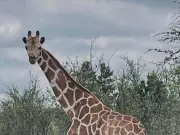Giraffe Missing for Two Weeks in Texas Found Safe