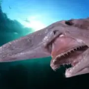 Goblin shark seen alive in wild for first time, researchers confirm