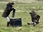 Golden eagle found with 17 shotgun pellets after release in Scottish Borders