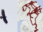 Golden Eagle Shot 17 Times: Police Appeal After Squeagle Found Injured in Northumberland