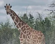 Gracie the Giraffe Found Safe After Two-Week Texas Odyssey