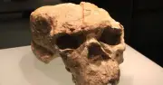 Groundbreaking 'Dragon Man' Skull Discovery of New Human Species