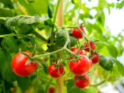 Grow Abundant Tomatoes This Summer by Avoiding This Key Mistake