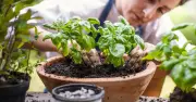 Grow Bigger Basil Leaves with a Simple 5-Second Weekly Task