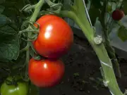 Grow Bigger Tomatoes This Summer with 1 Simple June Pruning Task