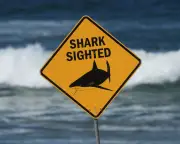 Half of All Fatal Shark Attacks Happen in Australia. How to Protect Yourself and Do Electronic Deterrents Work?
