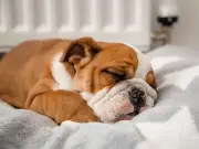 Harvard psychologist reveals what dogs dream about, and owners will love it
