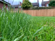 Hawk-Eyed Only: Find the Toad in the Grass in 10 Seconds