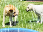 Heatwave Must Better Than Paddling Pool to Keep Dogs Cool Kids Love It