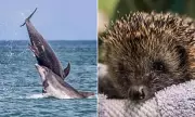 Hedgehog or Dolphin? UK Wildlife May Replace Historical Figures on Bank Notes