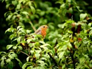 Help Robins Survive UK Heatwave with Simple Garden Addition