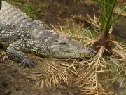 Hero Family Rescues Toddler from Crocodile Enclosure at Cambridgeshire Zoo
