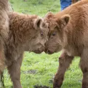 Highland Calves Eigg and Muck Born at National Museum of Rural Life