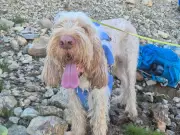 Hiker and Dog Rescued from Munro on Scotland's Hottest Day