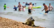 Holidaymakers Warned to Avoid Seals and Dolphins as Disturbances Rise