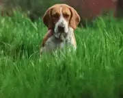 Holly the Beagle: Chewed Through My Home and Into My Heart