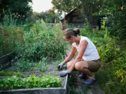 Homeowners risk £1,000 fines for noisy garden work at night