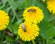 Honeybees Create Specialized Baby Food for Balanced Larval Diet