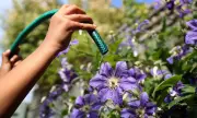 Hosepipe Ban Looms Over London as UK Heatwave Intensifies